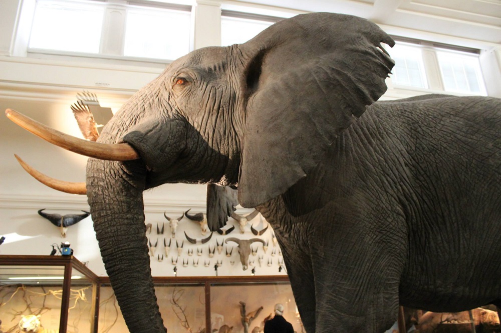 Elefant Naturhistorisches Museum Göteborg Schweden © www.gindeslebens.com