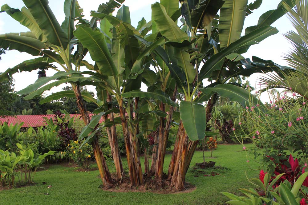 Gartenanlage Hotel Volcano Lodge Springs Costa Rica www.gindeslebens.com