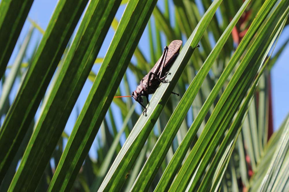 Gartenanlage Hotel Volcano Lodge Springs Costa Rica www.gindeslebens.com