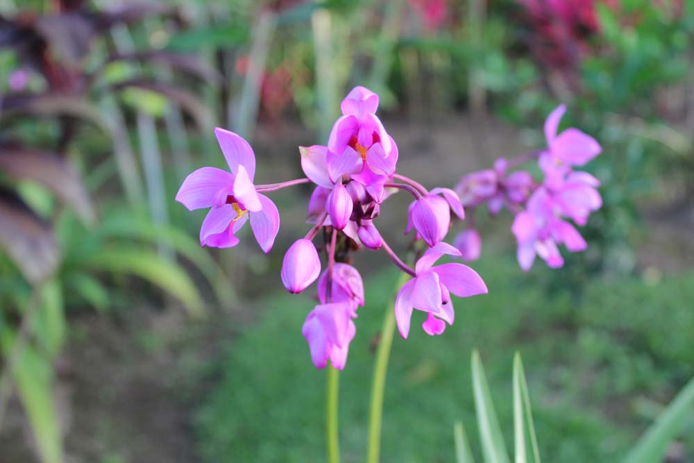 Gartenanlage Hotel Volcano Lodge Springs Costa Rica www.gindeslebens.com