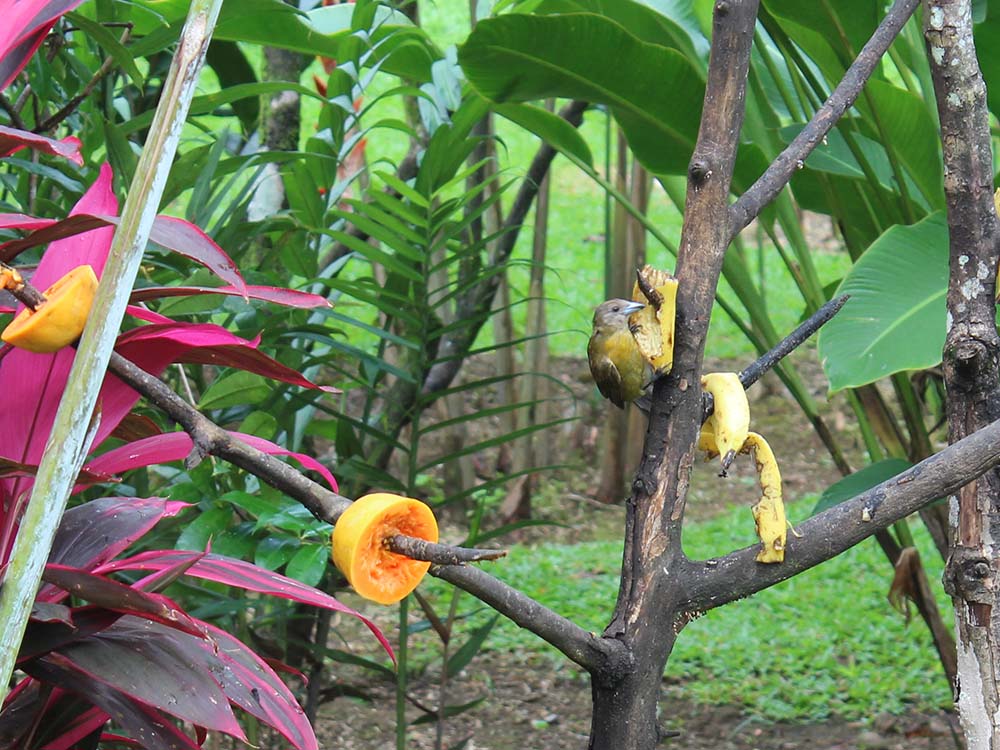 Vögel im Garten Volcano Lodge Springs Costa Rica www.gindeslebens.com