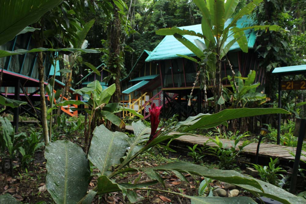Abenteuer Glamping im Dschungel Costa Ricas Almonds & Corals www.gindeslebens.com