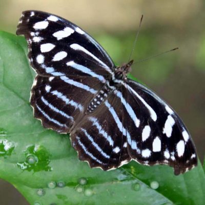 Schmetterling Arenal Natura www.gindeslebens.com