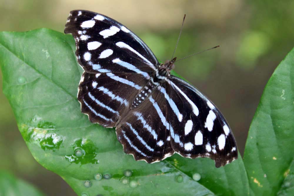 Schmetterling Arenal Natura www.gindeslebens.com