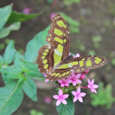 Schmetterling Arenal Natura www.gindeslebens.com