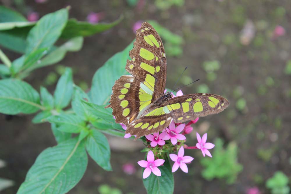 Schmetterling Arenal Natura www.gindeslebens.com