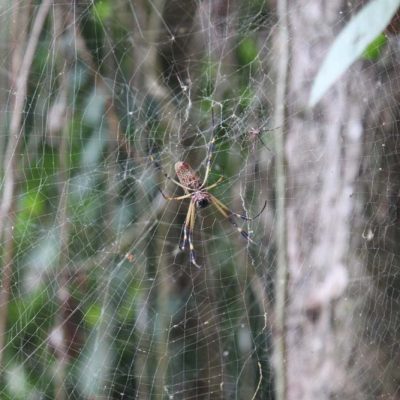 Spinne Cariblue Karibikküste Costa Rica www.gindeslebens.com