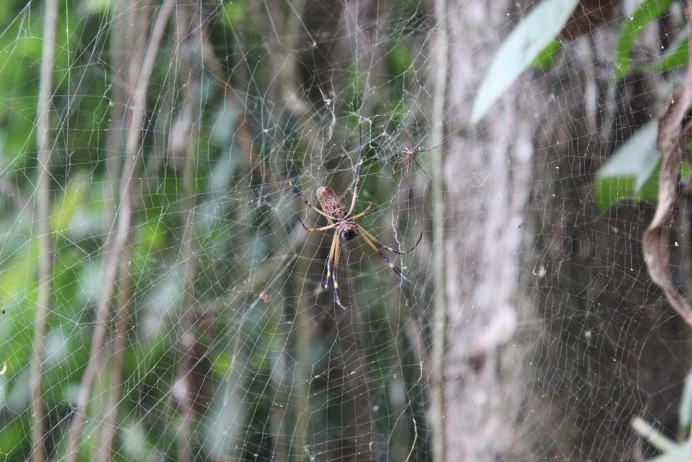 Spinne Cariblue Karibikküste Costa Rica www.gindeslebens.com