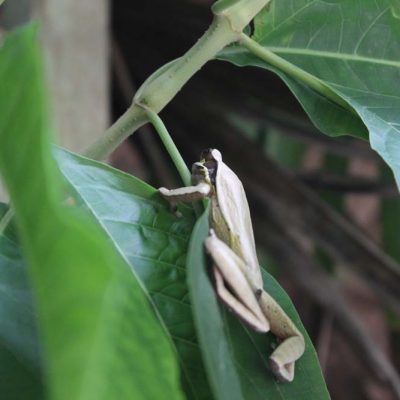 Frosch Cariblue Karibikküste Costa Rica www.gindeslebens.com