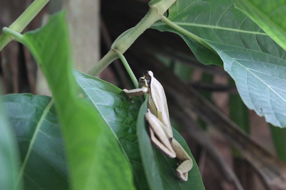 Frosch Cariblue Karibikküste Costa Rica www.gindeslebens.com