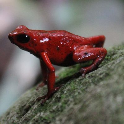 Frosch Cariblue Karibikküste Costa Rica www.gindeslebens.com