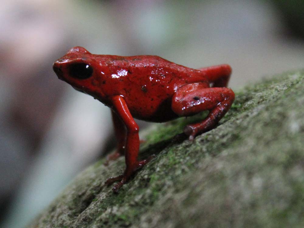 Frosch Cariblue Karibikküste Costa Rica www.gindeslebens.com