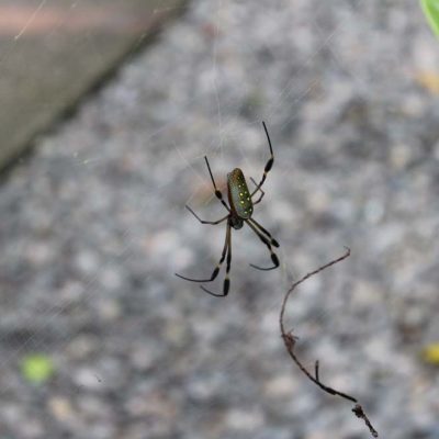 Spinne Cariblue Karibikküste Costa Rica www.gindeslebens.com