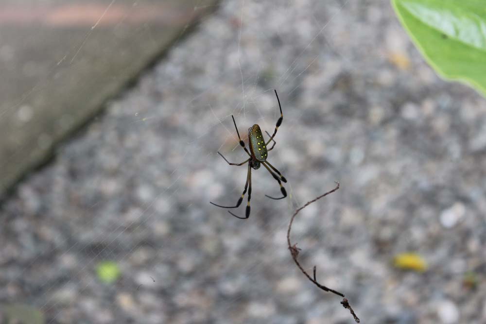 Spinne Cariblue Karibikküste Costa Rica www.gindeslebens.com