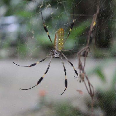 Spinne Cariblue Karibikküste Costa Rica www.gindeslebens.com