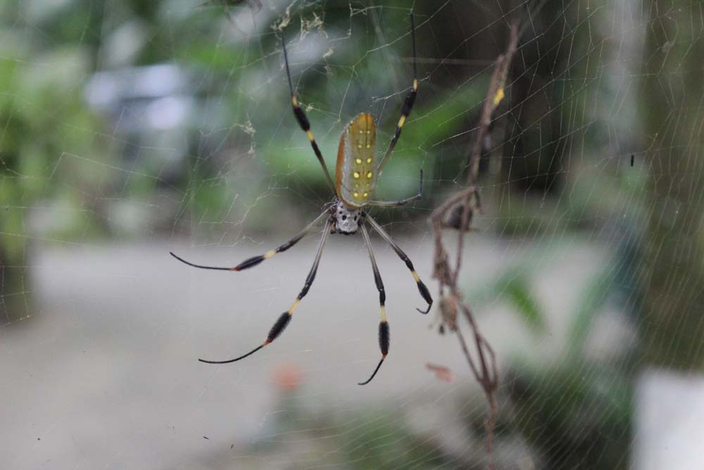 Spinne Cariblue Karibikküste Costa Rica www.gindeslebens.com