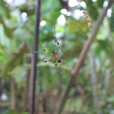 Spinne Cariblue Karibikküste Costa Rica www.gindeslebens.com