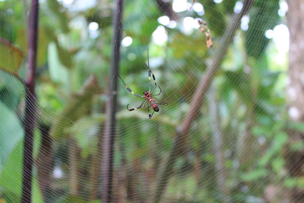 Spinne Cariblue Karibikküste Costa Rica www.gindeslebens.com