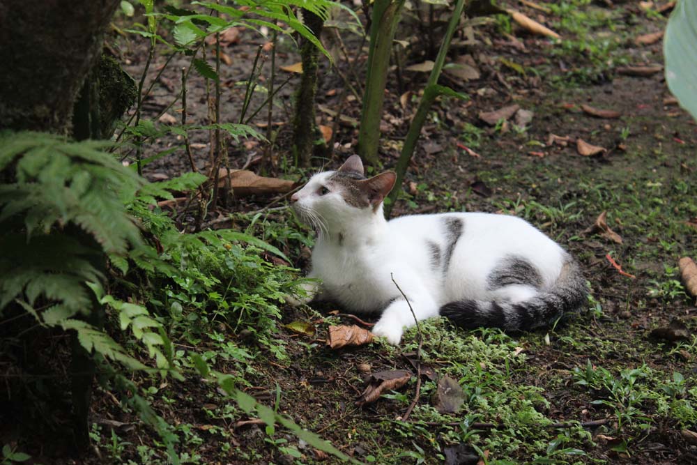 Katze Cariblue Karibikküste Costa Rica www.gindeslebens.com