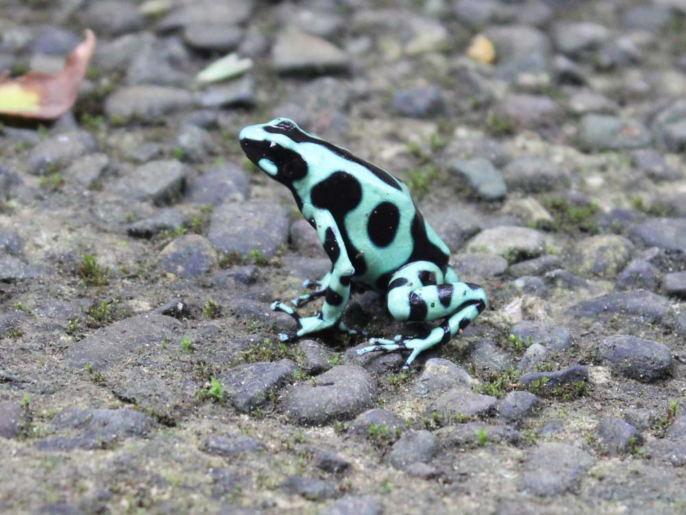 Frosch Cariblue Karibikküste Costa Rica www.gindeslebens.com