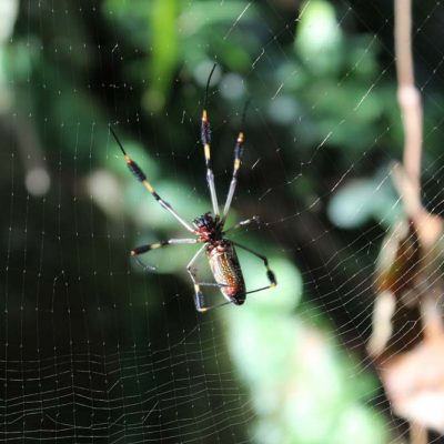 Spinne Cariblue Karibikküste Costa Rica www.gindeslebens.com