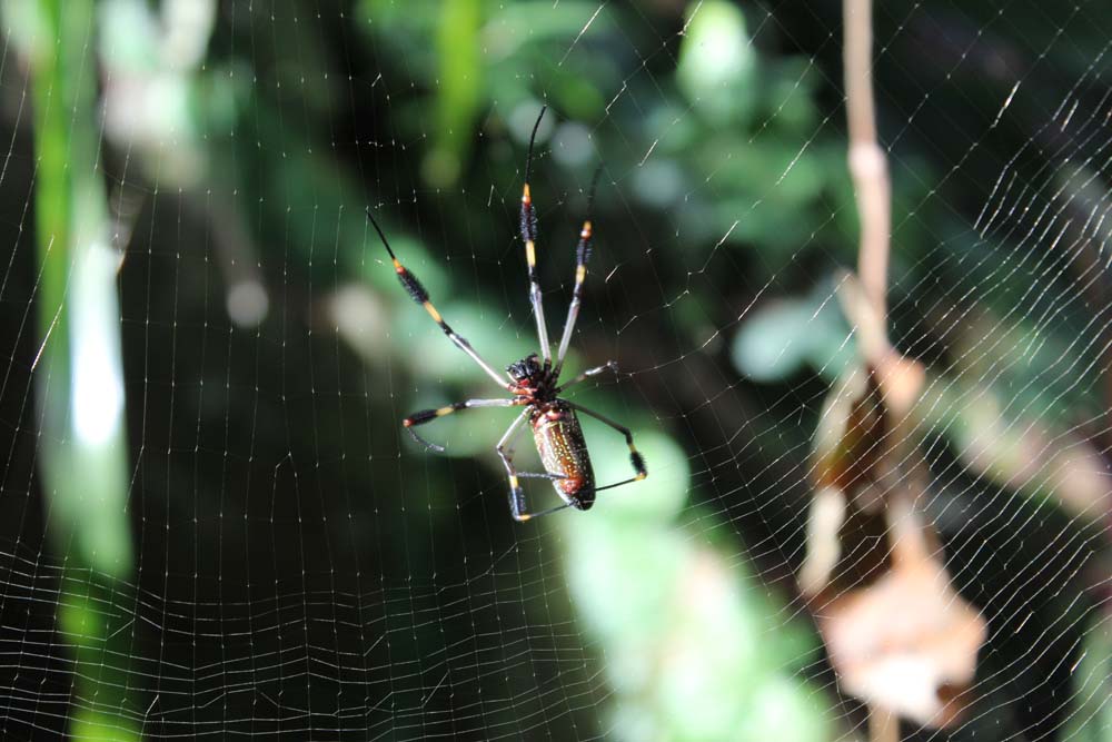 Spinne Cariblue Karibikküste Costa Rica www.gindeslebens.com