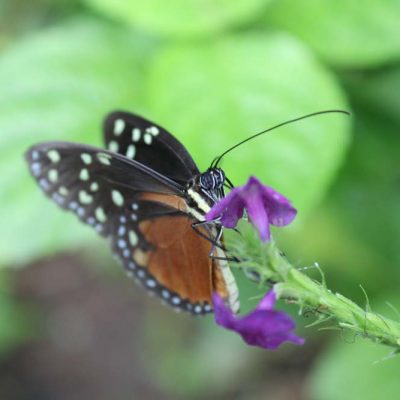 Schmetterling Ecocentro Danaus www.gindeslebens.com