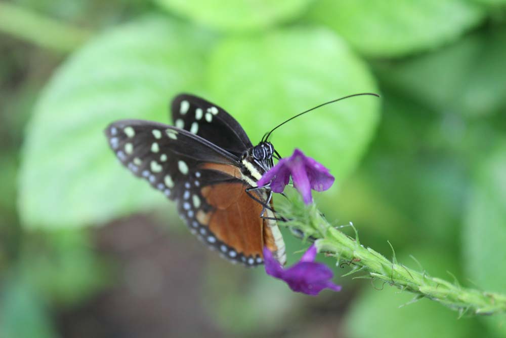 Schmetterling Ecocentro Danaus www.gindeslebens.com