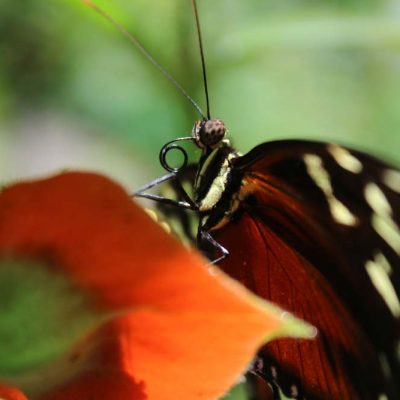 Schmetterling Ecocentro Danaus www.gindeslebens.com