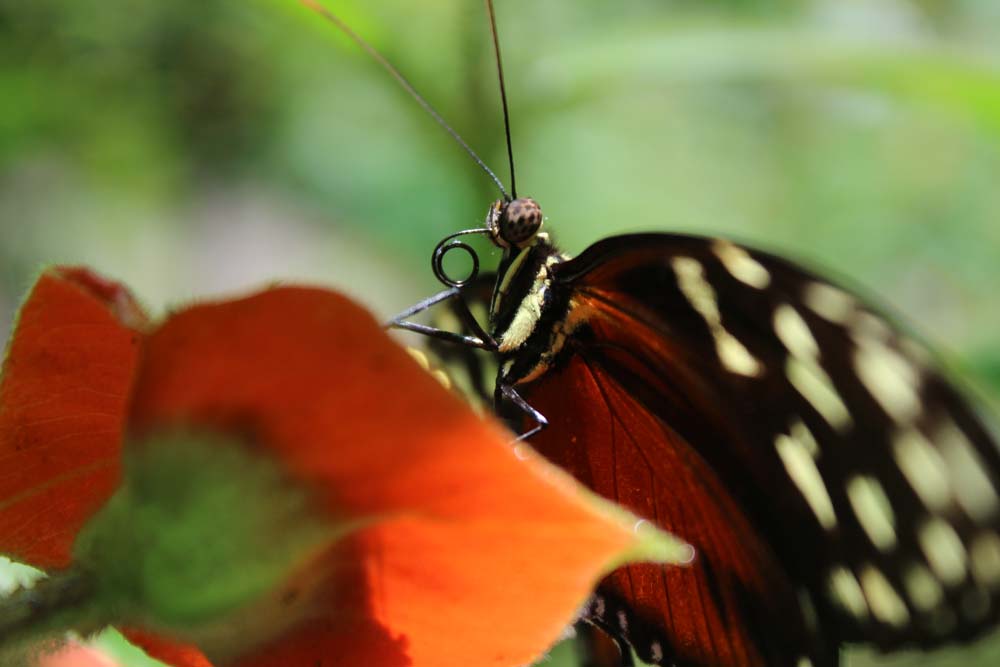 Schmetterling Ecocentro Danaus www.gindeslebens.com