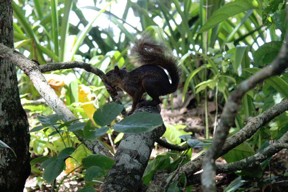 Eichhörnchen Nationalpark Cahuita Costa Rica www.gindeslebens.com