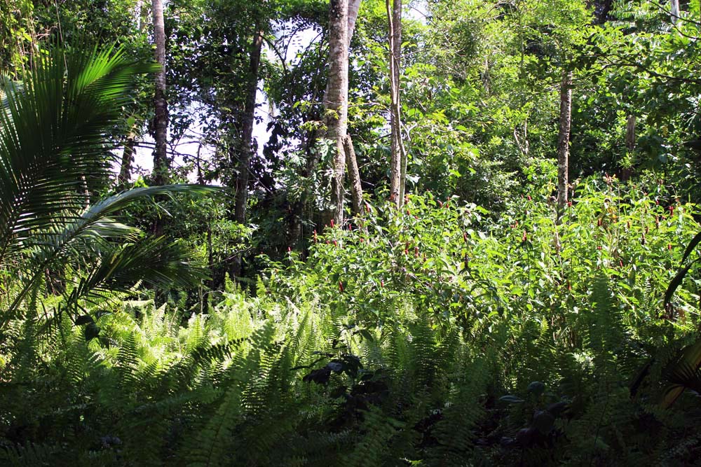 Dschungel Nationalpark Cahuita Costa Rica www.gindeslebens.com