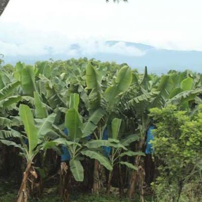 Bananenplantage Puerto Limón www.gindeslebens.com