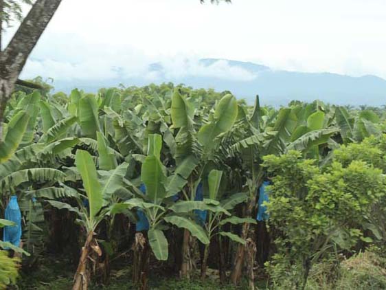 Bananenplantage Puerto Limón www.gindeslebens.com