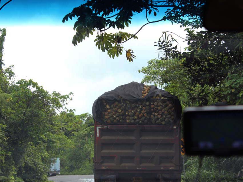 Transporter mit Ananas Puerto Limón www.gindeslebens.com