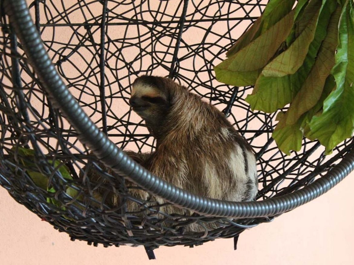 Sloth Sanctuary Costa Rica & Wissenswertes über Faultiere