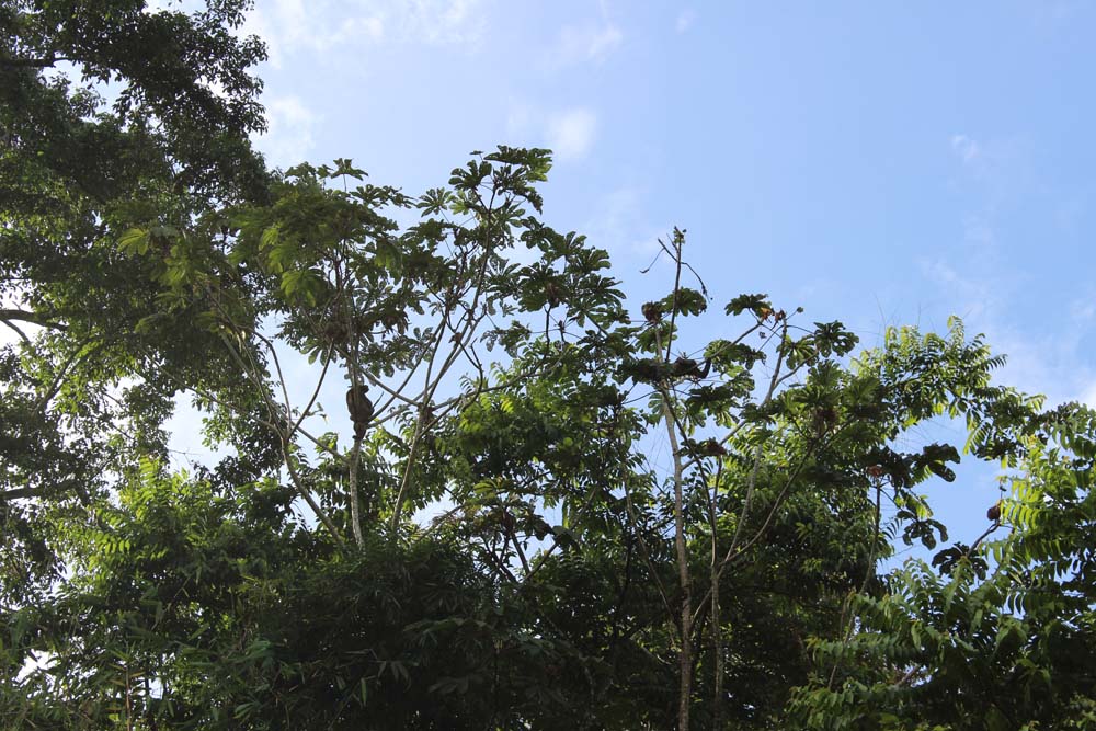 Sloth Sanctuary Costa Rica