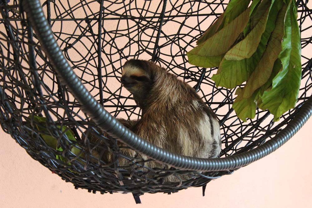 Buttercup Sloth Sanctuary Costa Rica www.gindeslebens.com