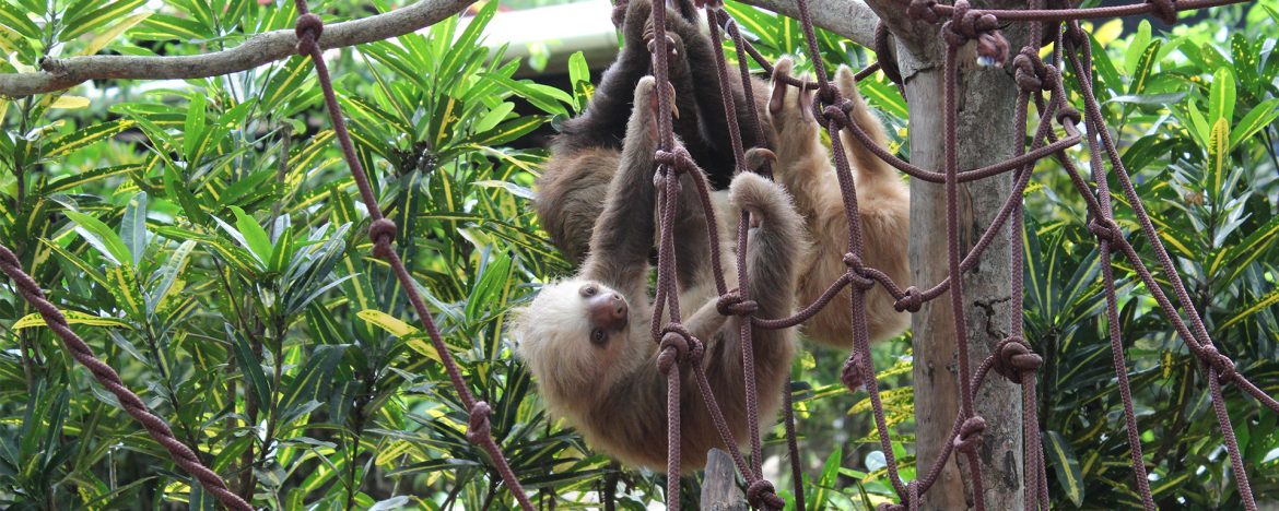 Jaguar Rescue Center Costa Rica – Wildtier Auffangstation