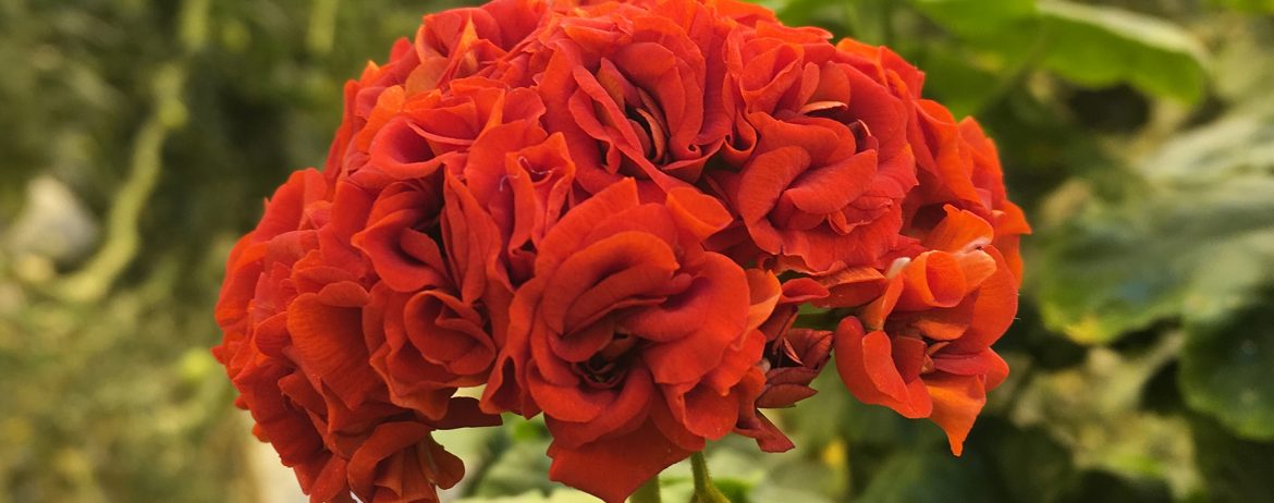 Foto-Challenge Dezember – die Farbe Rot