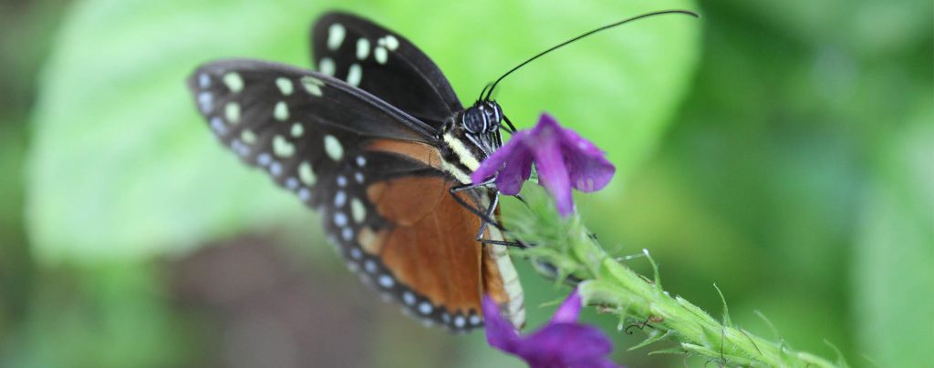 Schmetterling Costa Rica Fotoparade 2017 2. Halbjahr