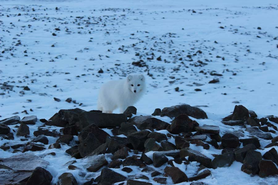 Polarfuchs Björndalen Longyearbyen Spitzbergen Arktis Fototour mit See and Explore www.gindeslebens.com