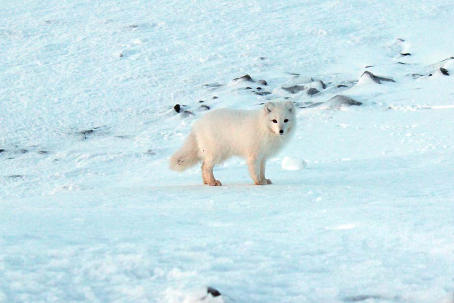 Polarfuchs Björndalen Longyearbyen Spitzbergen Arktis Fototour mit See and Explore www.gindeslebens.com