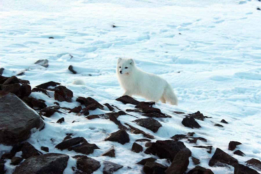 Polarfuchs Björndalen Longyearbyen Spitzbergen Arktis Fototour mit See and Explore www.gindeslebens.com