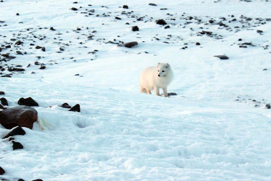 Polarfuchs Björndalen Longyearbyen Spitzbergen Arktis Fototour mit See and Explore www.gindeslebens.com