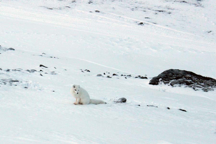 Polarfuchs Björndalen Longyearbyen Spitzbergen Arktis Fototour mit See and Explore www.gindeslebens.com