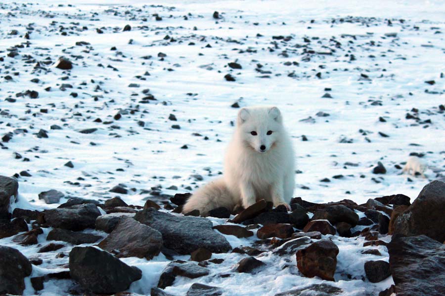 Polarfuchs Björndalen Longyearbyen Spitzbergen Arktis Fototour mit See and Explore www.gindeslebens.com
