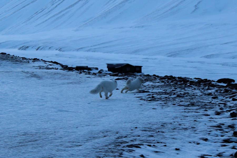 Polarfüchse Longyearbyen Spitzbergen Arktis Fototour mit See and Explore www.gindeslebens.com