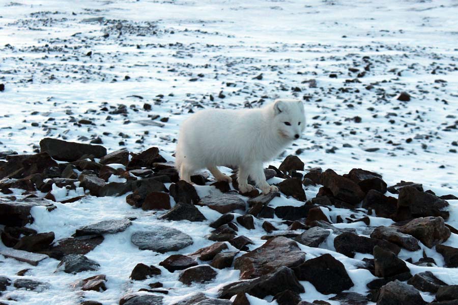 Polarfuchs Björndalen Longyearbyen Spitzbergen Arktis Fototour mit See and Explore www.gindeslebens.com