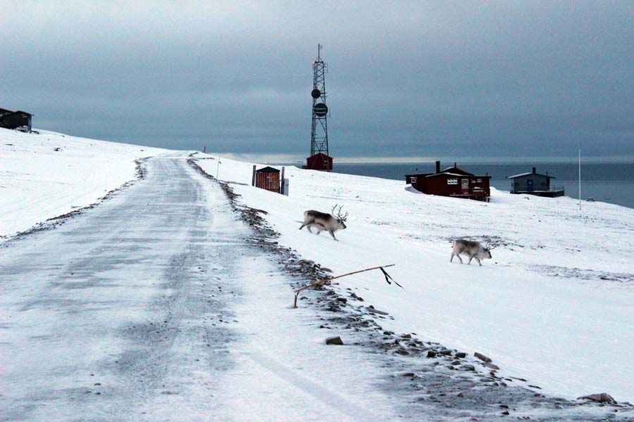 Rentiere Longyearbyen Spitzbergen Arktis Fototour mit See and Explore www.gindeslebens.com